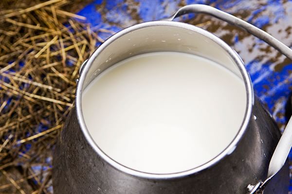 La Brucellosi: cosa è, come si cura