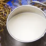 La Brucellosi: cosa è, come si cura